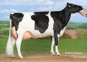 JANDRA VG88