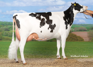 MASANIGER VG85