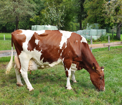 Blevi EX 90