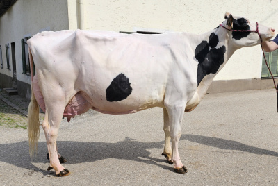 COCONUT EX 91