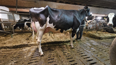 ANNA EX 90