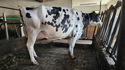 EMMY EX91