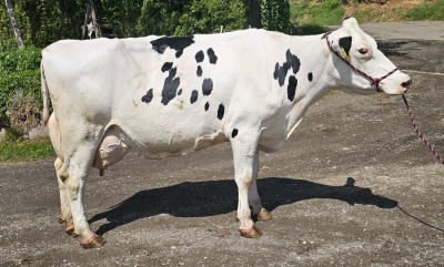 AMY EX90