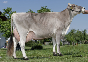 RICOLA VG-86