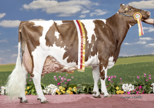 BLEVI EX90 AT 28 4277 717